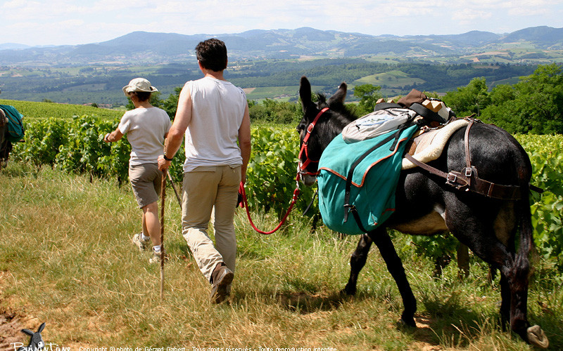 randonnée en âne dans la vallée de l'Aude